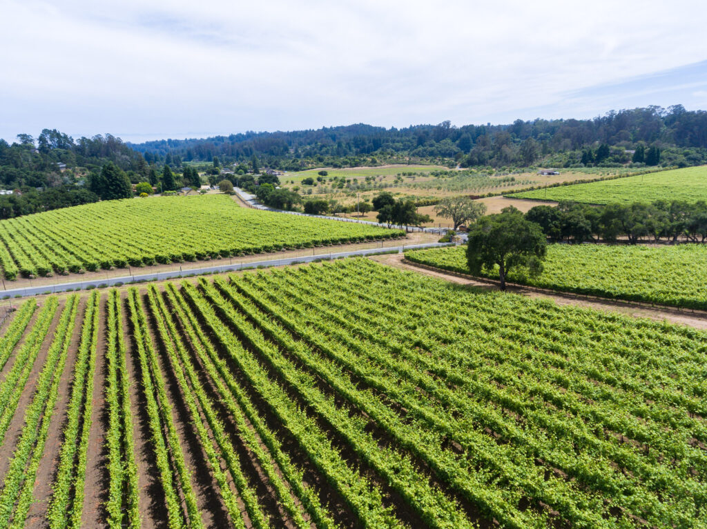 An aerial view of a vineyard in california.