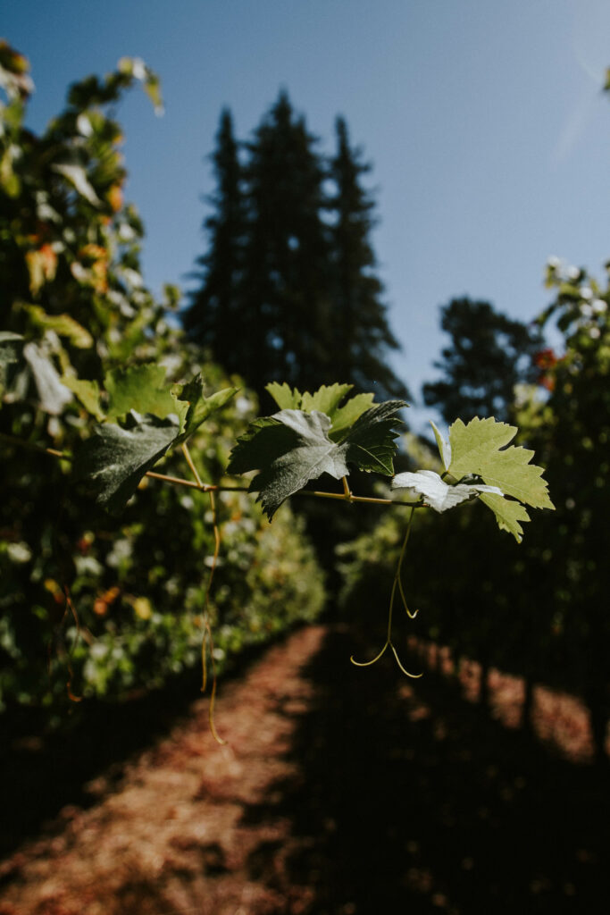 A vine in a vineyard with trees in the background.