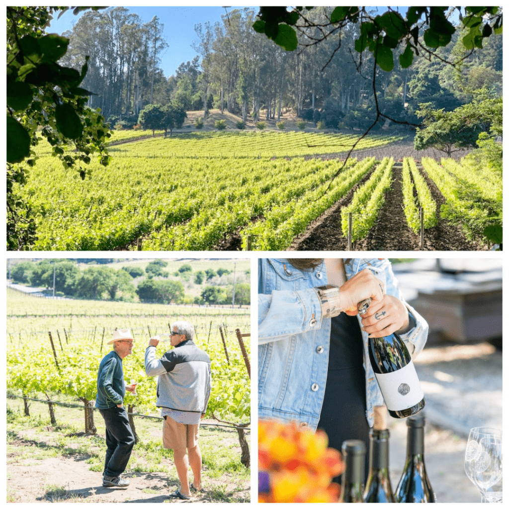 Safari Wine Club Fall Pick Up Party Lester Estate Wines